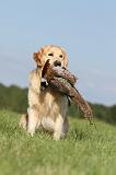 GOLDEN RETRIEVER 413